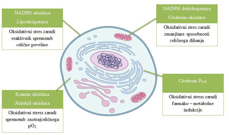 Slika 3: Viri oksidativnega stresa v celici (4).