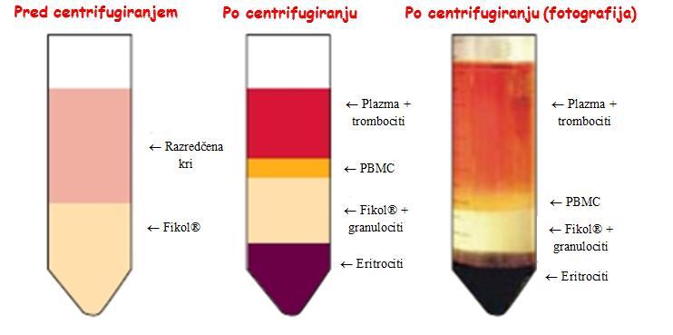 Po centrifugiranju predstavlja zgornja plast plazmo, srednja plast so PBMC-ji in na dnu še spodnja plast z večjedrnimi celicami in eritrociti.
