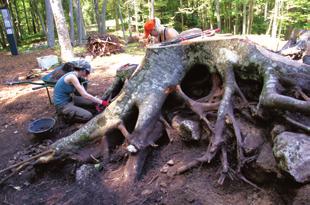 Veliko oviro je predstavljalo čiščenje debelih drevesnih korenin, ki so popolnoma zaobjele zidane strukture (slika 2).