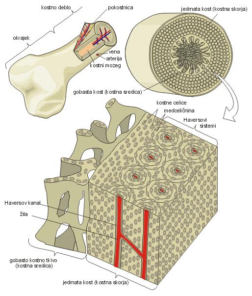 Slika 1: Struktura kosti 1.1.2 Biokemična organizacija kosti Kost je zgrajena iz anorganskega in organskega dela.