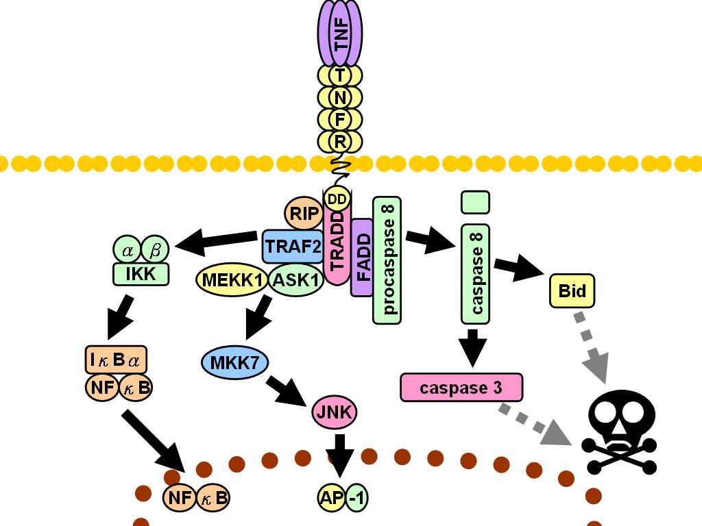 faktor κb (NF-κB), aktiviranje poti MAPK (angl. Mitogen-activated protein kinases) ter aktivacija FADD (angl.