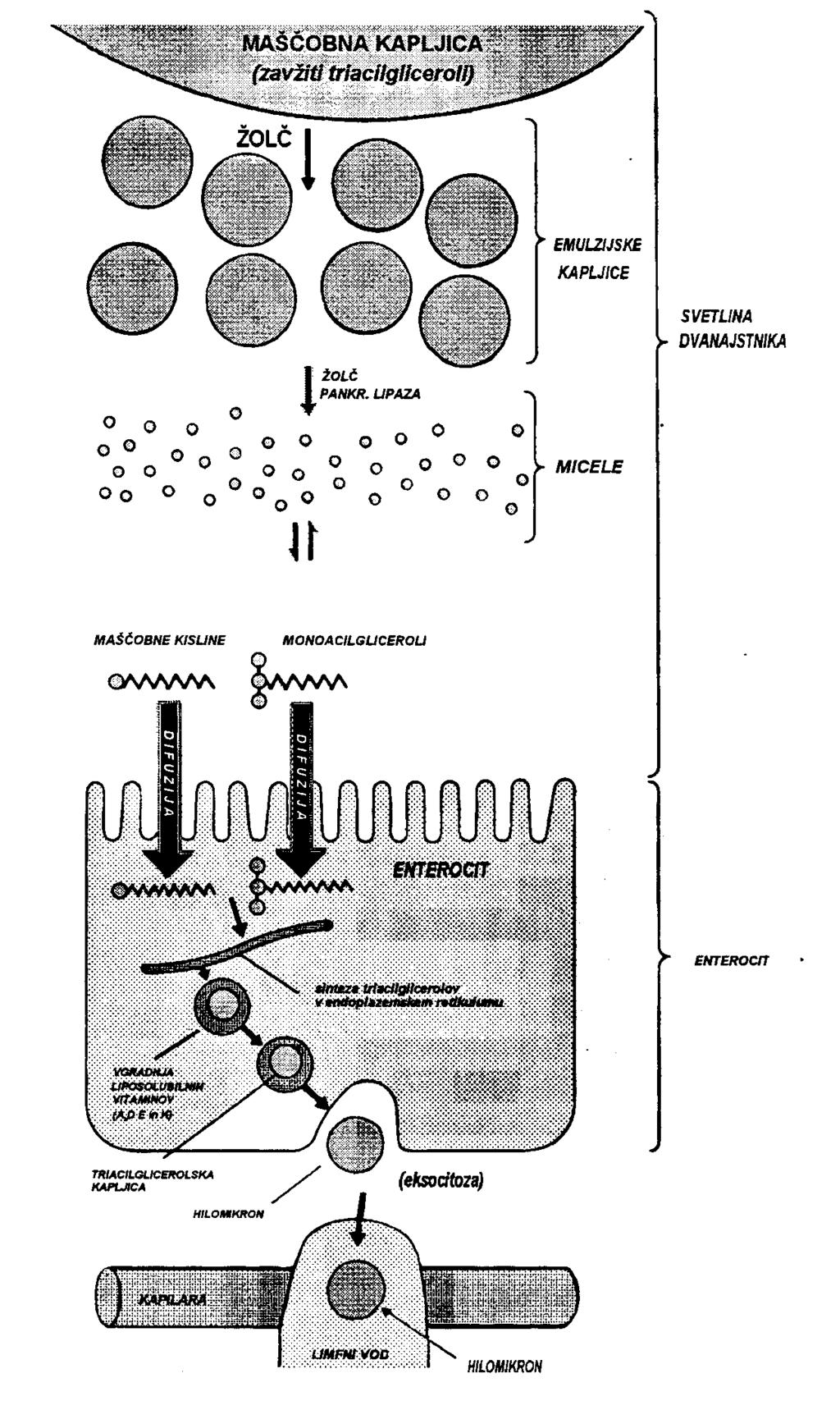 Skupni prikaz prebave maščob Hilomikroni se izločajo iz enterocitov v obliki sekretornih mešičkov, ki se stopijo s celično membrano in tako izločijo