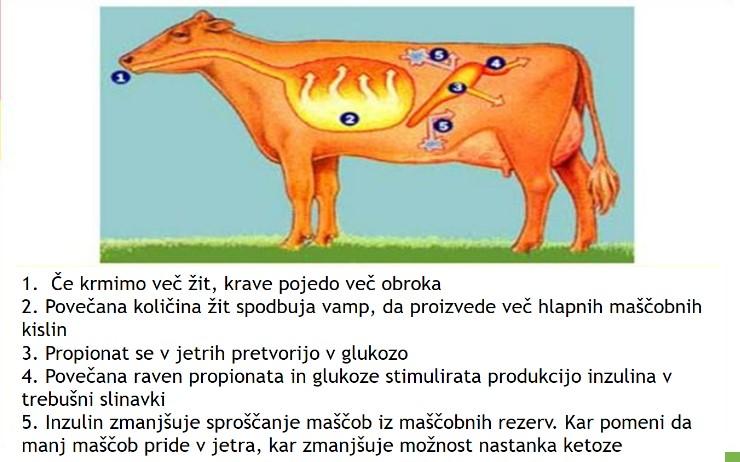 Ta vrsta ketoze je povezana s sindromom debelih krav, zato so najbolj ogrožene krave, ki so bile pred telitvijo v predobri kondiciji.