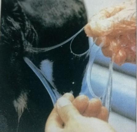 Slika 16: Pojatvena sluz pri kravi (Zdovc, 2010). Slika 17: Izbira časa osemenjevanja oz.
