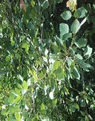 bukve (Fagus sylvatica), smreke (Picea abies), gabra
