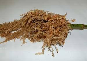 10 Slika 3: Poškodbe koreninskega sistema paradižnika po napadu ogorčice koreninskih šišk (Širca in sod.
