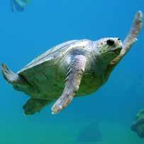 Kot kameleon pa lahko spreminja tudi svojo barvo. ŽELVA KARETA Želvo kareto zelo pogosto srečamo v našem morju.