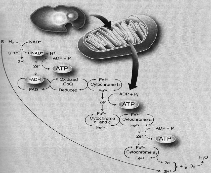 Slika 1: Potek reakcij znotraj mitohondrija (Wilmore, Costill in Kenney, 2008) Najpomembnejša biološka osnova dolgotrajne vzdržljivosti so aerobni energijski procesi.
