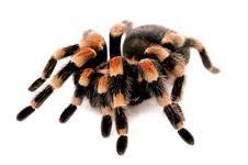 PTIČJI PAJKI Največjim in najbolj dlakastim pajkom pogosto rečemo