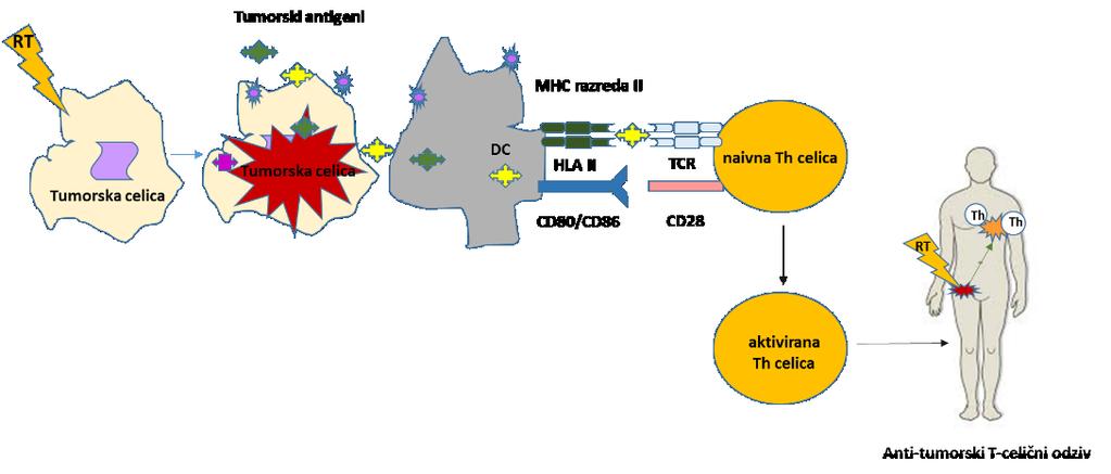 Slika 15: Prikaz kako lahko RT naredi rakave celice vidne za imunski sistem (povzeto po Sologuren et al., 2014).