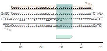 MUT ESRRA-SacI-XbaI REV s sekvenco 3 - TCGAGCCCGGGCTCCGTCTTTGGATAGAGTCCTCCCTTCCCCAGATC-5 (antisense) (slika 14).