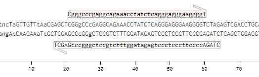 Slika 16: Rezultat sekvenciranja plazmidne DNA z vstavljenim insertom za ESRRα. Vidmo popolno ujemanje plazmidne sekvence s sekvencami oligonukleotidov uporabljenih za pripravo inserta.
