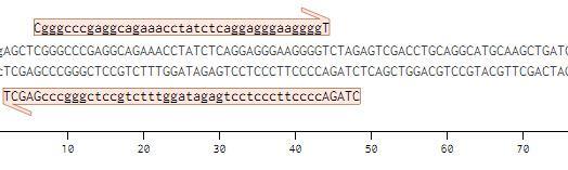 5 Preverjanje vezave preiskovanih mirna na tarčne oligonukleotide Tako pripravljeni raztopini plazmidnih konstruktov smo vneseli v človeško celično linijo (transfekcija).