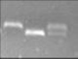 Kontrole so bile za razliko od vzorcev pripravljene iz očiščene DNA, F1 kontrola pa je mešanica F in L kontrole v razmerju 1:1.