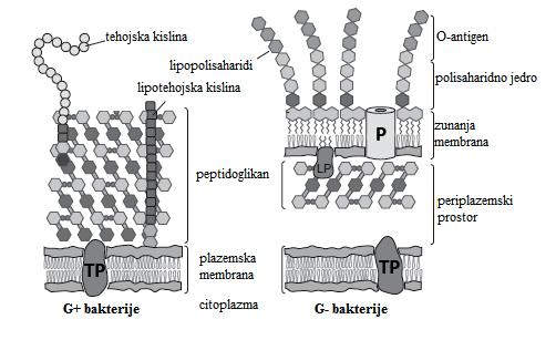 Uvod nahaja periplazemski prostor, kjer poleg peptidoglikana najdemo tudi proteine in prebavne encime.
