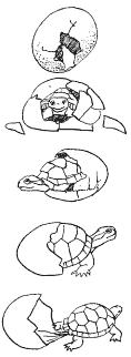 pri želvah sploh pojavi, je zimsko spanje (zimsko mirovanje). Pripravljenost za parjenje sproži povečano delovanje spolnih hormonov in jo sprožita povišana temperatura ter dnevno nočni ritem.