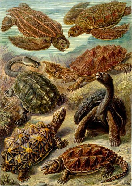 Družina Toxochelyidae (izumrli) Družina Cheloniidae (morske želve) Družina Thalassemyidae (extinct) Družina Dermochelyidae (usnjače) Družina Protostegidae (izumrli) Podred Pleurodira Družina
