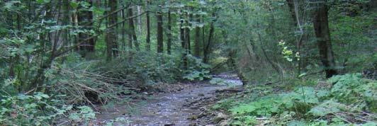 90 Slika 49: Potok Rovščica (foto M. Govedič) V porečju reke Mure smo koščaka našli samo v dveh potokih (564, 568).
