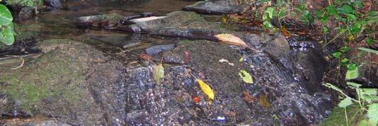 V porečju Voglajne je še vedno nekaj potokov s koščaki, vendar je celotno porečje