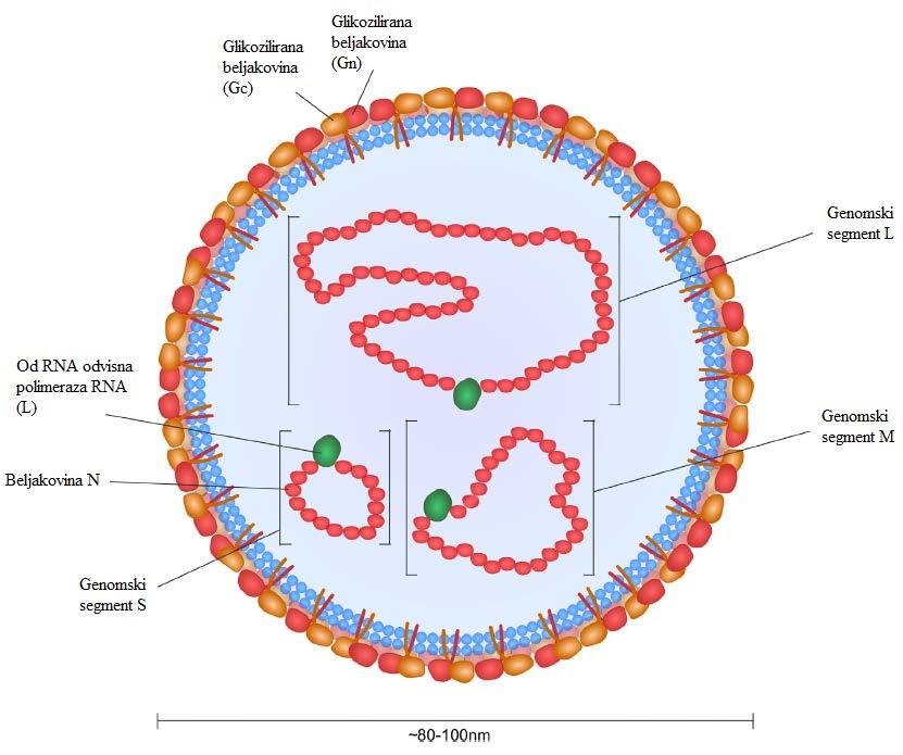 Slika 1: Shema virusnega delca, virusa krimsko-kongoške hemoragične mrzlice (Bente in sod., 2013: