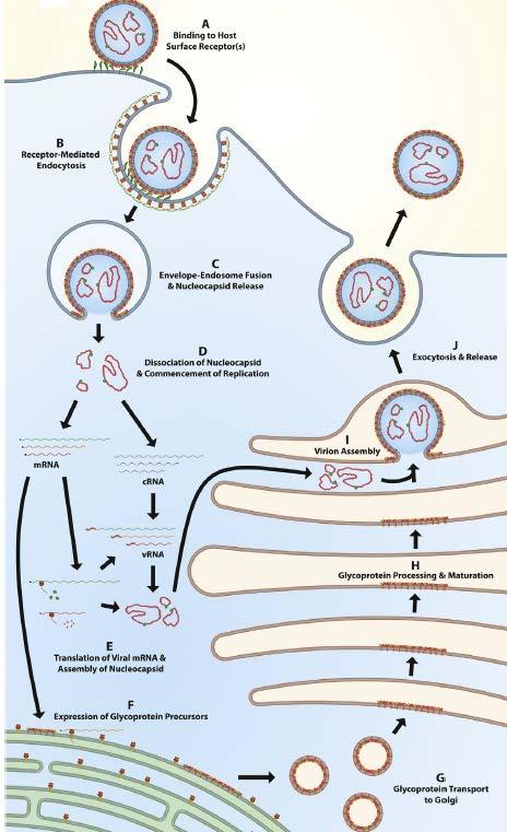 celico odigra ključno vlogo zunanja domena glikozilirane beljakovine Gc (Xiao in sod., 2011).