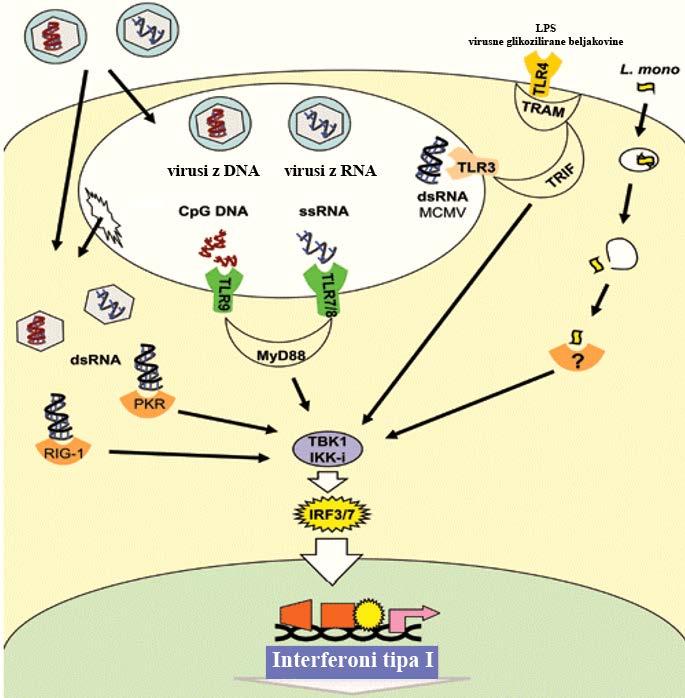 pride izključno preko beljakovine MyD88, ki aktivira transkripcijski dejavnik IRF-7.