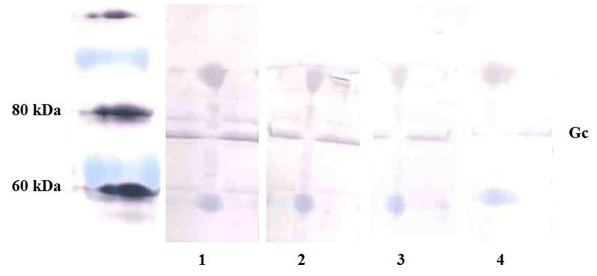 Slika 21: Uspešnost izražanja ekspresijskih plazmidov z zapisi za beljakovino N, katerim smo dodali epitopa V5 in 6 His, virusa krimsko-kongoške hemoragične mrzlice po analizi beljakovin po Westernu.