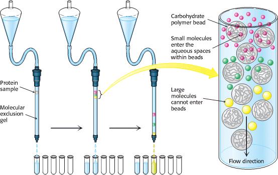 4.3 GELSKO FILTRACIJSKA KROMATOGRAFIJA Za čiščenje biomolekul so najbolj primerne metode dializa, gelska filtracija, kromatografija in elektroforeza.