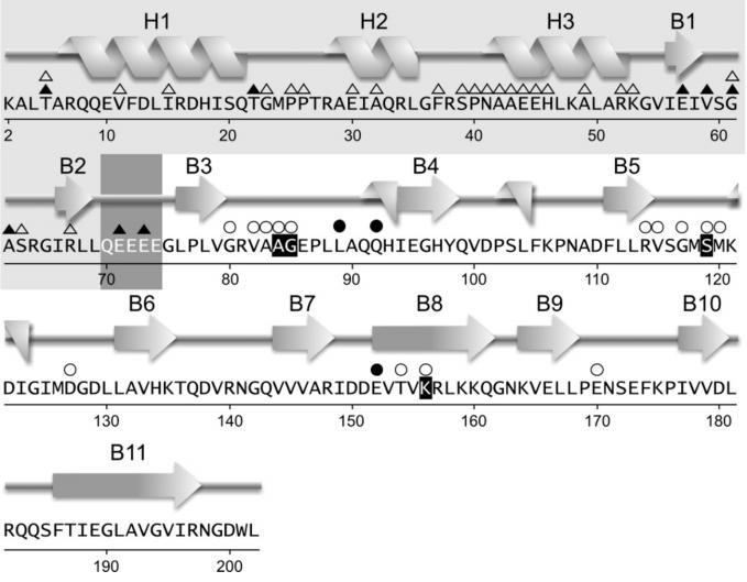 7 2.2.1 Represor LexA Monomer proteina LexA bakterije E. coli (22,4 kda) je iz dveh strukturno raznolikih domen, N-terminalne domene (NTD) in C-terminalne domene (CTD).