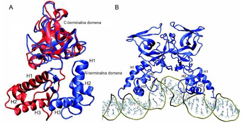8 Kakor je razvidno iz Slike 6, naj bi prišlo do rotacije NTD glede na CTD (Slika 6, Butala in sod., 2007). Slika 6: Predlagana konformacijska sprememba, ki je potrebna za vezavo proteina LexA na DNA.