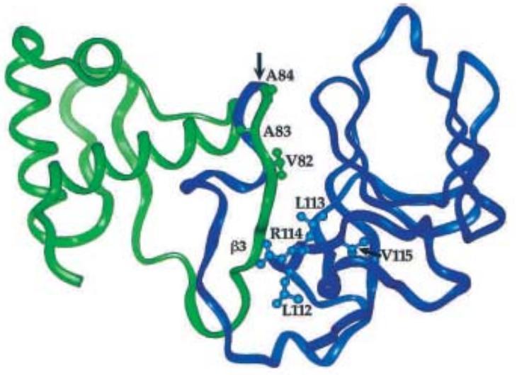 10 Slika 8: Prepoznavna mesta za proteazo ClpXP na monomeru LexA. Z modro je označena CTD, z zeleno pa NTD. Predlagano prepoznavno mesto v CTD je označeno s puščico (Naher in sod., 2003). 2.2.1.2 Z RecA sprožena samo-katalitska cepitev LexA RecA, ki je v obliki aktivnega filamenta, deluje kot ko-proteaza, saj sproži cepitev proteina LexA.