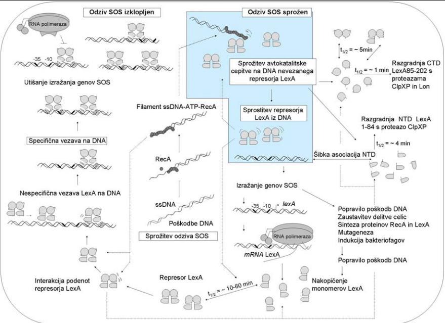 11 Slika 9: Model regulacije odziva SOS bakterije E. coli. Represor LexA je vezan na operatorska mesta genov SOS odziva in tako prepreči njihovo transkripcijo.