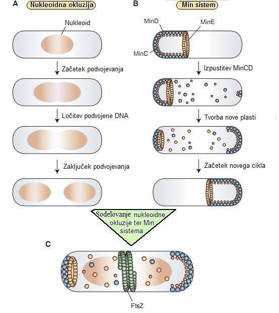 17 Slika 12: Prikaz dveh neodvisnih mehanizmov, odgovornih za nastanek septuma na sredini celice bakterije E. coli.