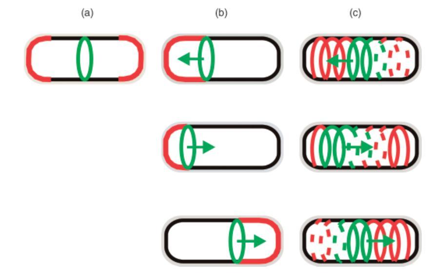 19 Slika 13: Sistem MinCDE in mesto za tvorbo septuma pri vegetativnih bakterijah E. coli. Na sliki so prikazani trije modeli delovanja sistema Min.