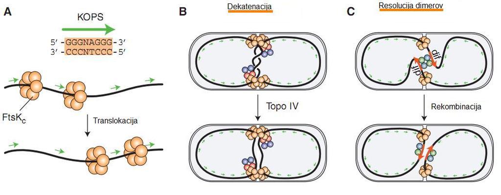 23 Slika 16: Vloga od zaporedja KOPS reguliranega prenosa DNA s FtsK in končni koraki ločitve sestrskih kromosomov. A: Vpliv zaporedja KOPS na smer premika FtsK. Prikazano je zaporedje KOPS pri E.
