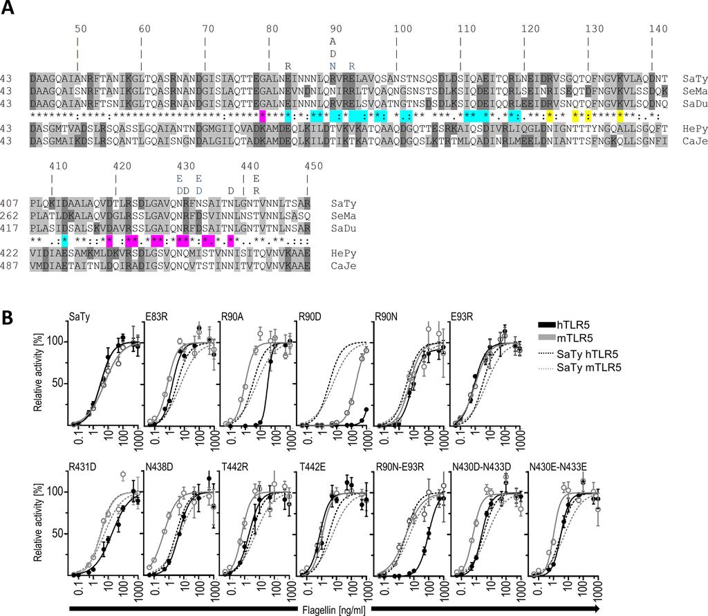 Recognition of Flagellin Mutants by TLR5 Fig 1. Mapping flagellin residues with presumed effect on receptor species-specific recognition.