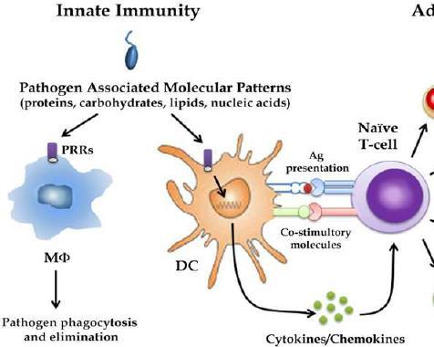 Dendritična celica Citotoksična celica T PRR Predstavitev antigena Naivna celica T Celica T pomagalka celica B makrofag Kostimulatorne molekule fagocitoza citokini Prirojena imunost Pridobljena