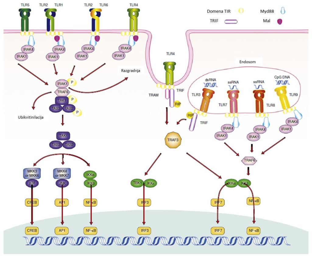 Slika 3. Signalne poti receptorjev TLR. Povzeto po Jiménez-Dalmaroni in sod. 31 1.4 TLR5 Receptor TLR5 prepoznava flagelin, glavni strukturni protein bakterijskih bičkov 46.