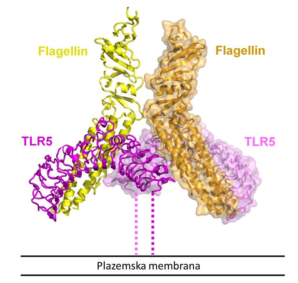 flagelina ne vpliva na aktivacijo TLR5 65,95,105,106. Prav tako so s študijami mutageneze in delecije skušali opredeliti predel na TLR5, pomemben za vezavo flagelina. Mizel in sod.