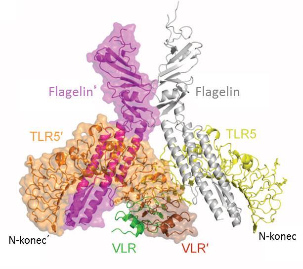 Slika 8. Interakcijske površine med flagelinom in TLR5. Povzeto po Yoon in sod.