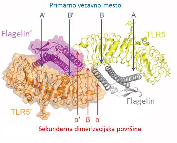 Vmesna površina β označuje interakcijo med receptorjema TLR5 v kompleksu (TLR5-TLR5 ) (slika 8).