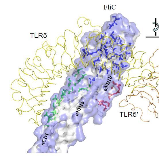Manjkajoča domena D0 flagelina praktično ne vpliva na vezavo flagelina na TLR5, medtem ko zniža