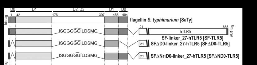 (B,C) Levo shematski prikaz himernih proteinov SFΔND0-TLR5 in SFΔCD0-TLR5. Desno aktivnost himernih receptorjev izraženih v celicah HEK293.