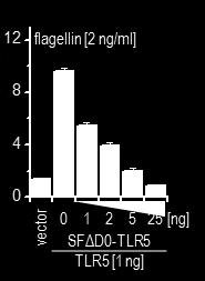 NF-κB (RLE) NF-κB (RLE) Flag tag himernih konstruktih preko svojega C-končnega dela povezan na TLR5 s peptidnim povezovalcem dolgim 27 aminokislinskih ostankov.
