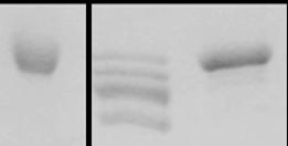 Mutacija arginina na mestu 494 v alanin (R494A) je povzročila visoko stopnjo razgradnje proteina, medtem ko je zamenjava naboja na tem mestu (R494E) protein stabilizirala (slika 19B).