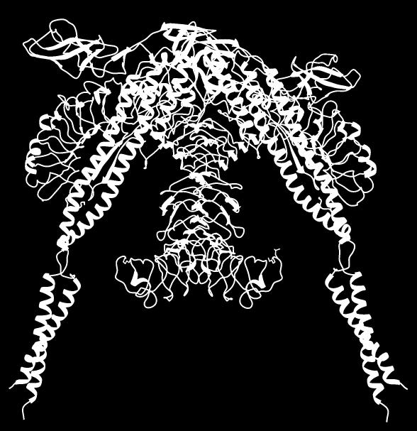 4.1.6 Domena D0 se veže na sosednji monomer TLR5 v tetrameru in stabilizira aktivno obliko kompleksa flagelin-tlr5 Domena D0 zavzema v kristalni strukturi flagelina konformacijo, kot jo ima v