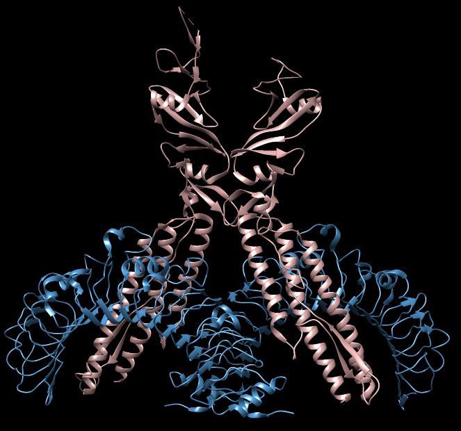 V naših raziskavah smo na podlagi znanih kristalnih struktur humanega TLR3 in TLR4 in kristalne strukture receptorja TLR5 navadne cebrice (danio rerio) v kompleksu s flagelinom pripravili model