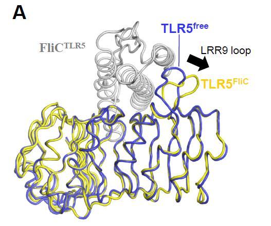 Slika 44. Zanka LRR9 receptorja je ob vezavi flagelina podvržena strukturnim spremembam Povzeto po Yoon in sod. 40 Po drugi strani pa so na strani liganda evolucijske razdalje med vrstami večje.