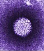 HPV (humani papilomavirusi) majhni, zelo raznovrstni