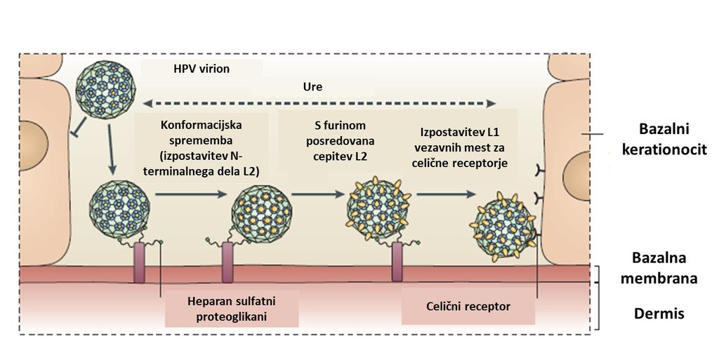 9 Slika 3: Vezava HPV na gostiteljsko celico (Vir: Schiller in Lowy, 2012).
